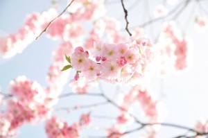 桜 花 春